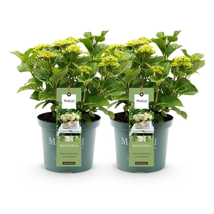Hydrangea macrophylla Magical Noblesse – Weiße Gartenhortensie – 2 Pflanzen 23cm – Höhe 55cm – 6-10 große Blüten – Balkonpflanze