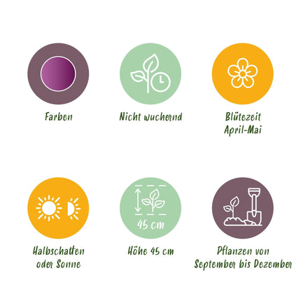 Blumenzwiebeln Tulipa Double Lilac – Lila – 12 Stück – Zwiebelgröße 11/12 – Gefüllte Tulpenzwiebeln für Garten, Balkon & Terrasse – Frühjahrsblüher