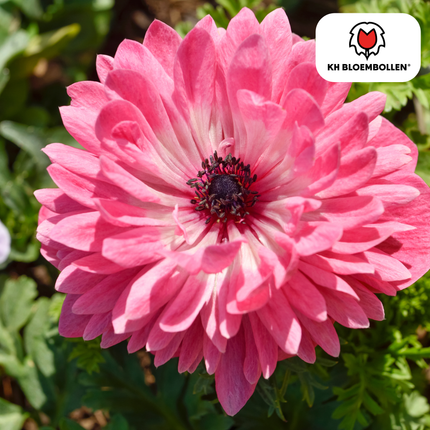 Blumenzwiebeln Anemonen – Anemone coronaria ‘Double’ – 30 Pflanzen – bunte Knollenmischung – ↕25-35cm – Frühlingsblüher für Beete, Töpfe & Schnittblumen