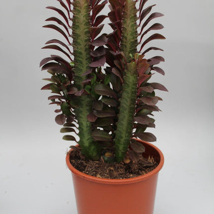 Euphorbia Trigona Rubra – Wolfsmilch – Zimmerpflanze – Ø12cm – ↕40cm – Rote Sukkulente – Pflegeleicht & robust – Für sonnige Innenbereiche