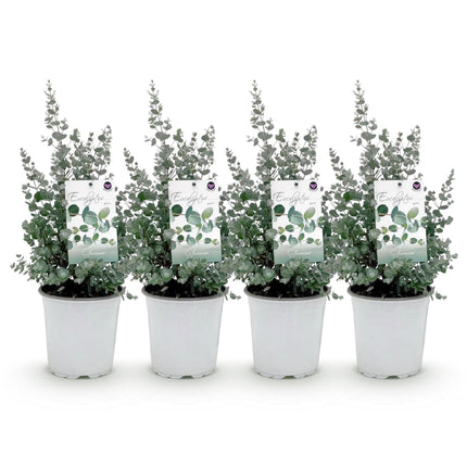 Eukalyptusbaum Eucalyptus gunnii – Grau – Winterhart – 4 Pflanzen – Terrassenpflanze – Ø17cm – Höhe ca. 40cm