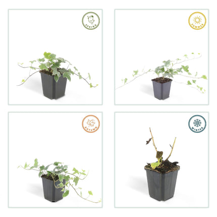 Hedera helix 'Glacier' – Bunter Efeu – 48 Pflanzen – ↕10-25cm – Ø9cm – Immergrüner Kletter – & Bodendecker – Pflegeleicht & schnittverträglich