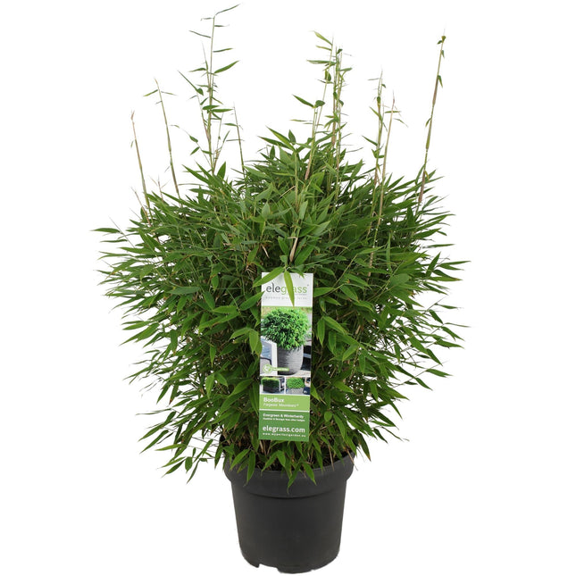 Bambus – Fargesia murieliae 'Moontears' Boobux – Ø29cm ↕70cm – Immergrüner Bambus für Hecke, Bodenbedeckung & Kübel – Winterhart & pflegeleicht