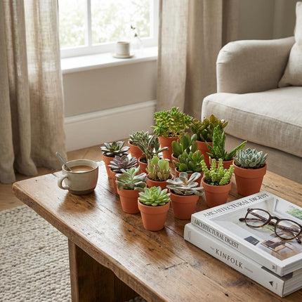 Mini Sukkulenten Mix – 30 Pflanzen – Ø8,1cm Terrakottatöpfe – Höhe 5-10cm – Pflegeleichte Zimmerpflanzen