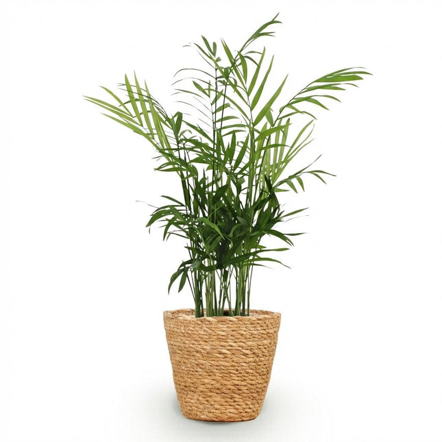 Chamaedorea Elegans Goldpalme Zimmerpflanze inkl. Naturkorb