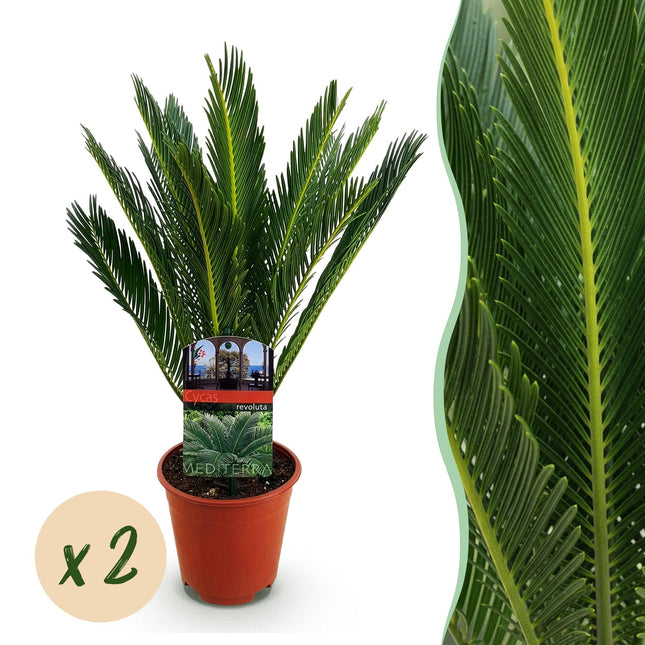Cycas revoluta – Palmenfarn – 2 Pflanzen – 45cm – 14cm – Pflegeleichte Zimmerpflanze mit fiederartigen Blättern