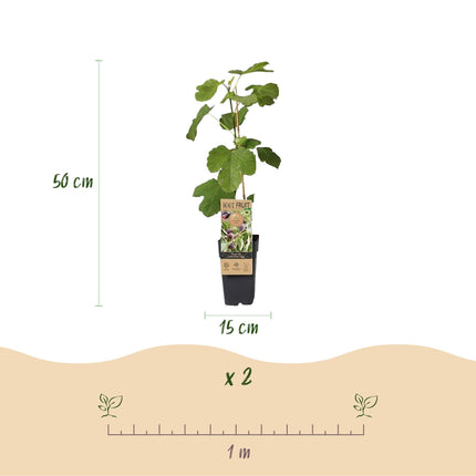 Feigenbaum - Ficus carica 'Little Miss Figgy' – 2 Pflanzen – Ø15 cm – Höhe 50 cm – Rote Früchte – Kompakter Obstbaum für Garten, Balkon & Terrasse – Selbstfruchtend & pflegeleicht