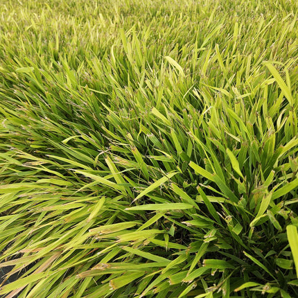 Hakonechloa macra – 24 Pflanzen – ↕10-25cm – Ø9cm – Japanisches Waldgras – Elegantes, winterhartes Ziergras für schattige Gärten