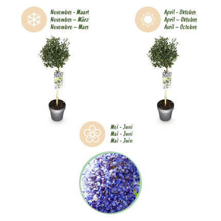 Säckelblume Ceanothus impressus Victoria Ø19cm Höhe90cm – Immergrüne Terrassenpflanze mit lila Blüten – Winterharter Zierstrauch für Balkon & Garten