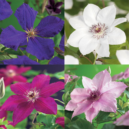 Kletterpflanze Clematis Rainbow – Mehrfarbige Blüten Rosa Weiß Lila Rot – Wenig Pflege – 4 Pflanzen – 11 cm Höhe 40 cm – Für Garten, Balkon & Pergolen