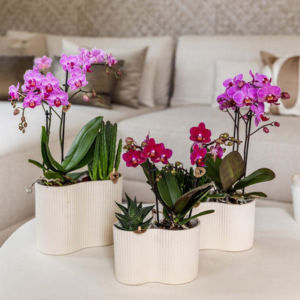 Phalaenopsis Orchidee Chamonix – Ø9cm – Violett/Bordeaux blühende Zimmerpflanze – Kräftige Orchidee mit 2–3 Trieben – Frisch vom Züchter