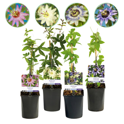 Passionsblume Passiflora Rainbow – 4 Pflanzen 11cm – ca. 40cm hoch – Exotische Kletterpflanze mit rosa, weißen & lila Blüten – Pflegeleicht für Garten, Terrasse & Balkon