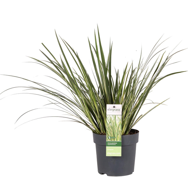 Acorus gramineus 'Argenteostriatus' – Immergrünes Ziergras mit gelbgrünen Streifen – Ø14cm – 30cm hoch – Ideal für feuchte Standorte & Uferbereiche