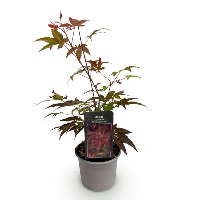 Ahorn Acer palmatum Atropurpureum – 12cm Höhe ca. 35cm – Tiefrote Blätter & eleganter Wuchs – Laubabwerfend & pflegeleicht