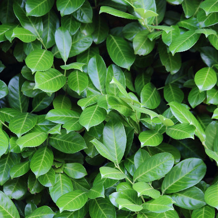 Kirschlorbeer Prunus laurocerasus Novita – Heckenpflanze – Blatt grün – 6 Pflanzen – 1  laufender Meter – Immergrün – 17 cm Höhe 50 cm – Winterhart & Pflegeleicht