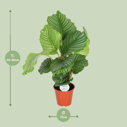 Korbmarante Calathea Orbifolia – Zimmerpflanze – Ø17cm ↕60cm – Tropische Blattschmuckpflanze mit silbergrünen Mustern