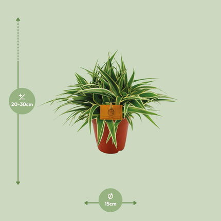 Grünlilie – Chlorophytum Ocean – Zimmerpflanze – Ø15cm – ↕25cm – Pflegeleichte Spinnenpflanze mit langen, grünen Blättern