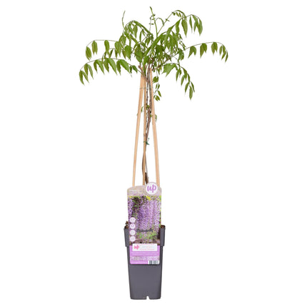 Blauregen - Wisteria floribunda 'Naga Noda' - Purpurner Regen - Ø15cm ↕65cm - Schnellwachsende Kletterpflanze mit langen, violetten Blütentrauben für Pergola, Zaun & Garten