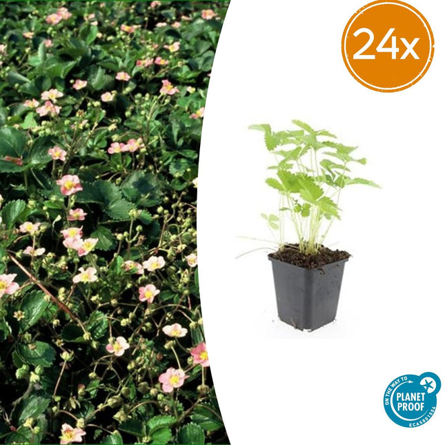 Fragaria vesca – 24 Pflanzen – ↕10-25cm – Ø9cm – Wald-Erdbeere – Aromatisch & Süß – Bodendecker & Beerenpflanze – Pflegeleicht – Sonne & Halbschatten