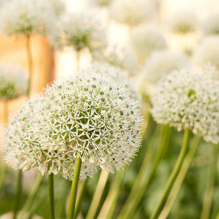 Allium 'White Giant' – Zierlauch Blumenzwiebeln – 5 Zwiebeln – Riesige weiße Kugelblüten – Winterharte Staude für Beet & Rabatte – XXL-Zwiebeln für sonnige Standorte