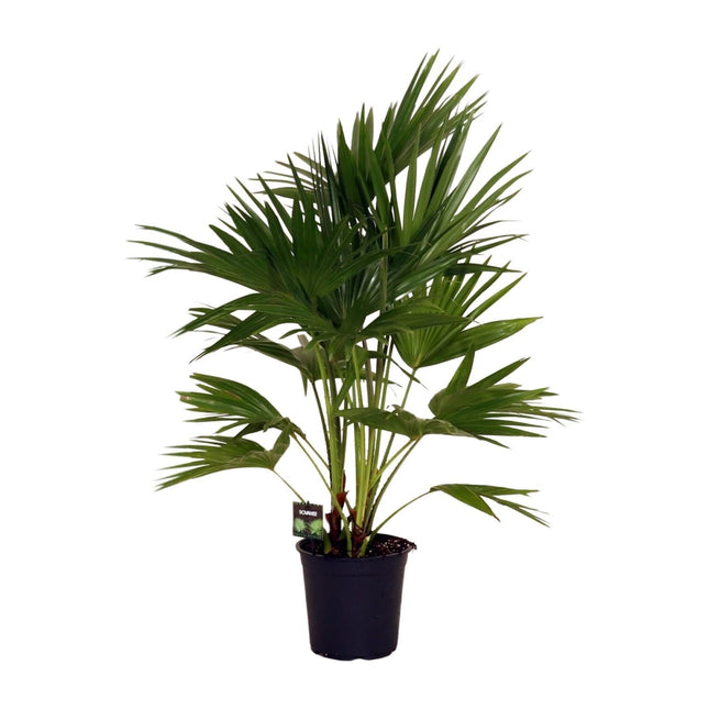 Livistona Chinensis – Fächerpalme – Zimmer- & Terrassenpflanze – Ø24 cm – Ca. 100 cm hoch – Pflegeleichte & elegante Grünpflanze für Innen & geschützten Außenbereich
