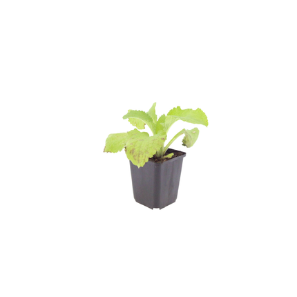 Roter Fingerhut Digitalis purpurea – 24 Pflanzen – 10-25cm – Ø9cm – Hohe Blütenstaude für Garten & Cottage – Beet – Bienenfreundliche Sommerpflanze
