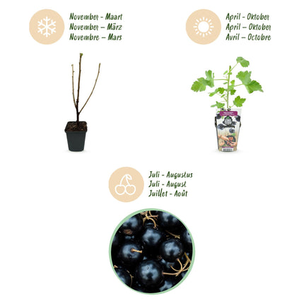 Jostabeere Ribes Jostabes winterhart 6 Pflanzen Ø9cm Höhe 30cm – Kreuzung aus Schwarzer Johannisbeere & Stachelbeere für Garten & Balkon