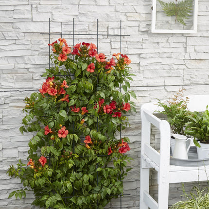 Campsis Summer Jazz 'Fire Trumpet' – Trompetenblume – Kletterpflanze – Ø15 cm – ↨65 cm – 2 Pflanzen – Rote Blüten – Selbstklimmend – Spätsommerblüher