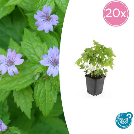 Knotiger Storchschnabel Geranium nodosum – ↕10-25cm – Ø9cm – 20 Pflanzen – Winterharte Staude & Bodendecker – Purpurviolette Blüten