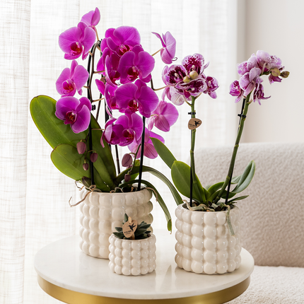 Phalaenopsis Orchidee Freeride – Ø12cm – Violett/Lila-rosa blühende Zimmerpflanze – Niagara Fall Kollektion – Blühende Orchidee frisch vom Züchter