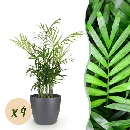Chamaedorea elegans 4er Set Pflanzen Mit Grauem Topf Ø12cm Höhe ca.15cm Goldpalme Haustierfreundlich Luftreinigend Pflegeleicht Für Zimmer Büro &