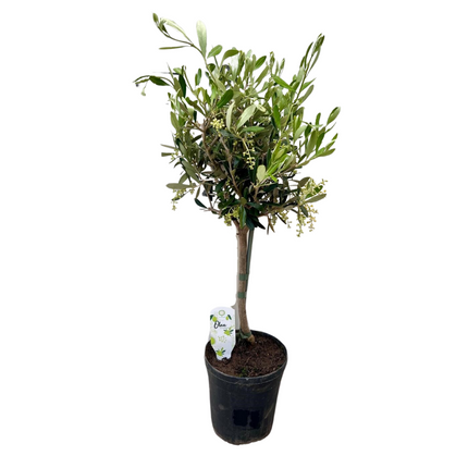 Olivenbaum Olea – Zimmerpflanze Ø15cm ↕60cm – Mediterrane Kübelpflanze mit silbergrünem Laub – Pflegeleichte Olive für Innen & geschützte Außenbereiche