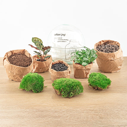 DIY Flaschengarten Set – Dome Glas – Ø20 cm x H20 cm – Mini-Biotop mit Pflanzen & Moos – Selbstversorgendes Pflanzterrarium – Inkl. Fittonia, Calathea, Moos & Zubehör – Pflegeleicht & dekorativ
