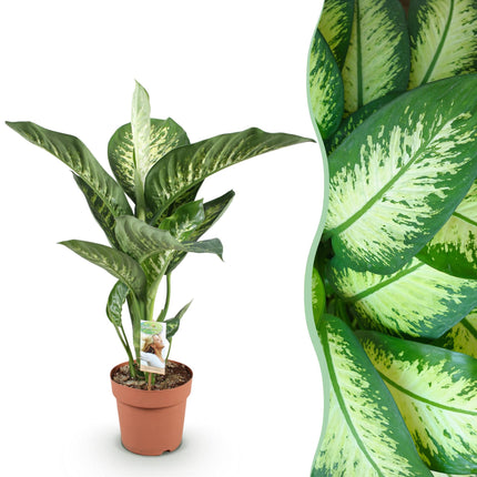 Dieffenbachia Tropic Snow – 21cm – Höhe 90-100cm – Pflegeleichte bunt gemusterte Zimmerpflanze für Wohnzimmer, Büro und stilvolle Innenräume