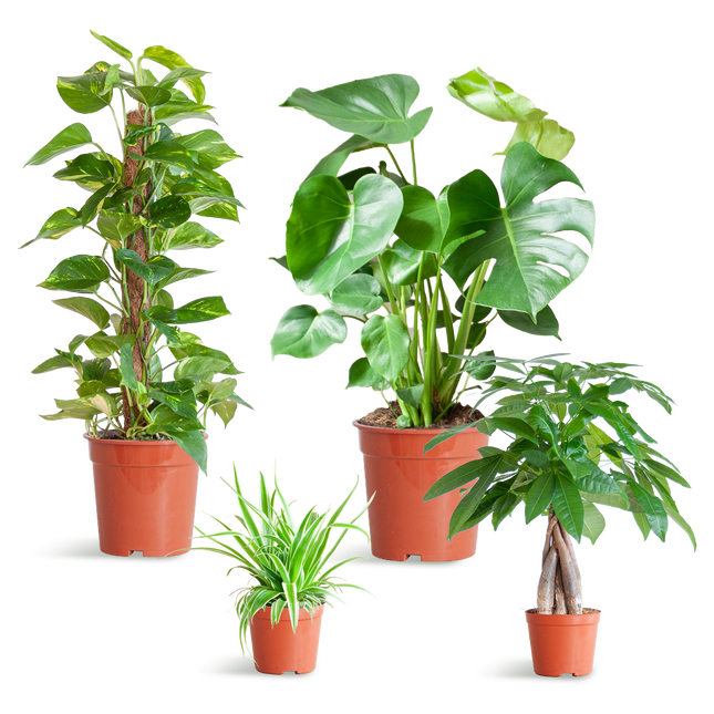 Pflanzenset – 4 pflegeleichte Zimmerpflanzen im Set – inkl. Monstera, Epipremnum, Pachira & Chlorophytum – Topfgrößen 12–21cm – Höhe 25–80cm – Pflanzkasten ohne Deckel