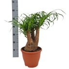 ↨50 – 60cm・⌀23cm・mehrstämmig