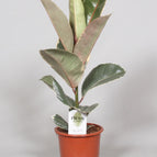 ↨50 – 70cm・⌀17cm・Sorte 'Tineke'