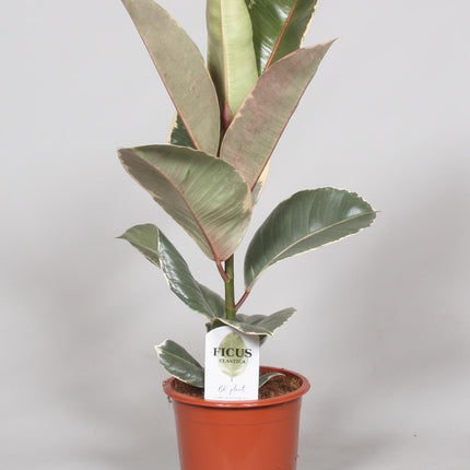 Ficus elastica - Gummibaum