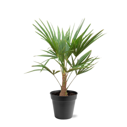 Hanfpalme – Trachycarpus 100cm – Ø21cm – Immergrüne Palme mit fächerförmigen Blättern – Exotische Kübelpflanze für Garten, Terrasse, Wintergarten & Wohnzimmer – Pflegeleicht