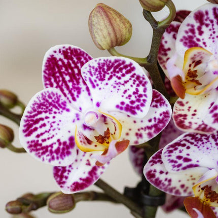 Rosa – Violette Phalaenopsis Orchidee Bora – Ø9cm – Exotische Blüten – Blühende Zimmerpflanze mit 2-3 Trieben – Dekorative Orchidee & Geschenkidee