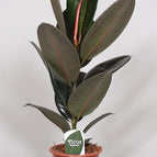 ↨50 – 70cm・⌀17cm・Sorte 'Abidjan'