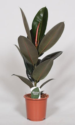 Ficus elastica - Gummibaum