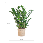 ↨70 – 80cm・⌀21cm・im Seegras-Flechtkorb 'Sofia'