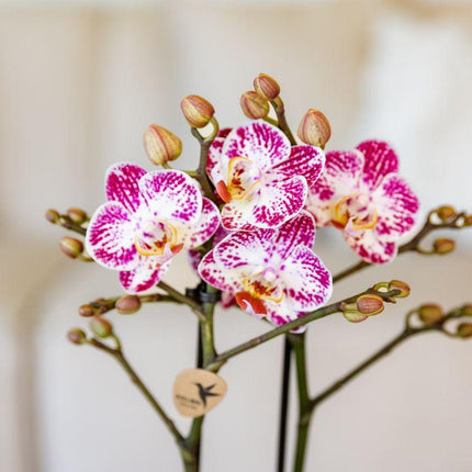 Rosa – Violette Phalaenopsis Orchidee Bora – Ø9cm – Exotische Blüten – Blühende Zimmerpflanze mit 2-3 Trieben – Dekorative Orchidee & Geschenkidee