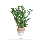 ↨70 – 80cm・⌀21cm・im weißen Seegras-Flechtkorb 'Lissabon'