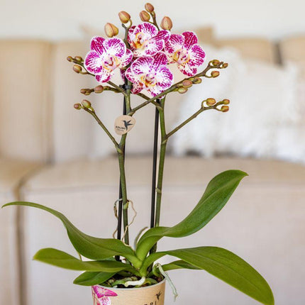 Rosa – Violette Phalaenopsis Orchidee Bora – Ø9cm – Exotische Blüten – Blühende Zimmerpflanze mit 2-3 Trieben – Dekorative Orchidee & Geschenkidee