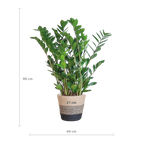 ↨70 – 80cm・⌀21cm・im schwarzen Seegras-Flechtkorb 'Lissabon'