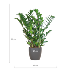 ↨70 – 80cm・⌀21cm・im grauen Elefantengras-Übertopf
