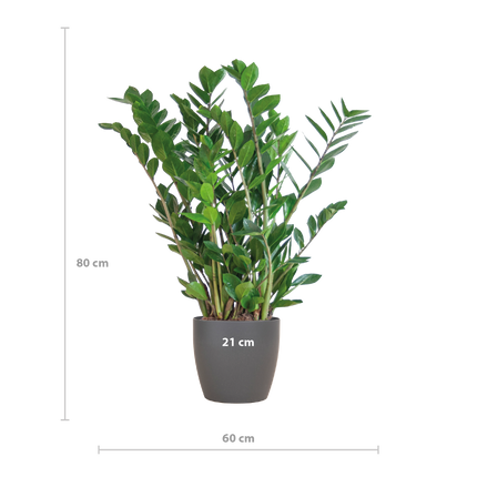 Zamioculcas zamiifolia - Glücksfeder, Smaragdpalme