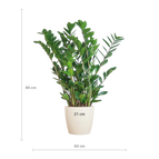 ↨70 – 80cm・⌀21cm・im weißen Elefantengras-Übertopf